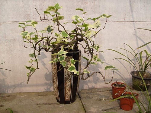 常春藤防辐射植物