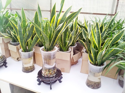 虎尾兰防辐射植物