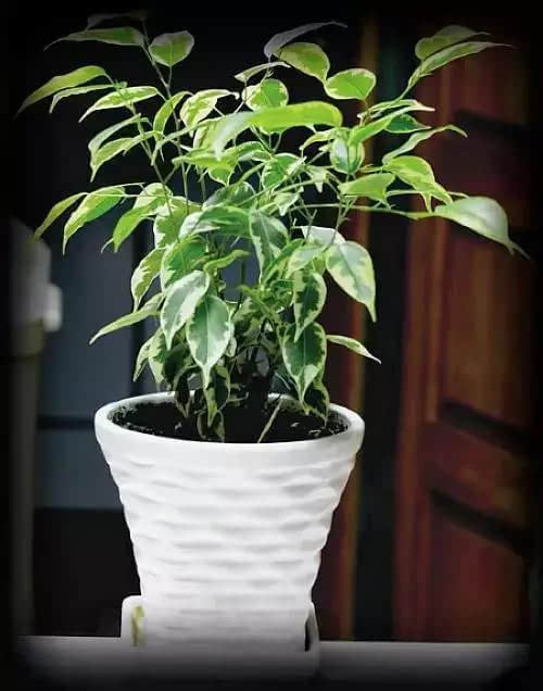 电脑防辐射植物垂叶榕